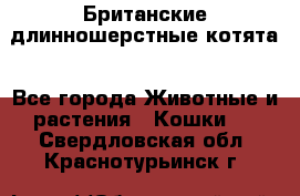 Британские длинношерстные котята - Все города Животные и растения » Кошки   . Свердловская обл.,Краснотурьинск г.